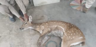 पानी की तलाश में सूखे कुएं में गिरा चीतल,कड़ी मशक्कत के बाद कुएं से बाहर निकाला गया